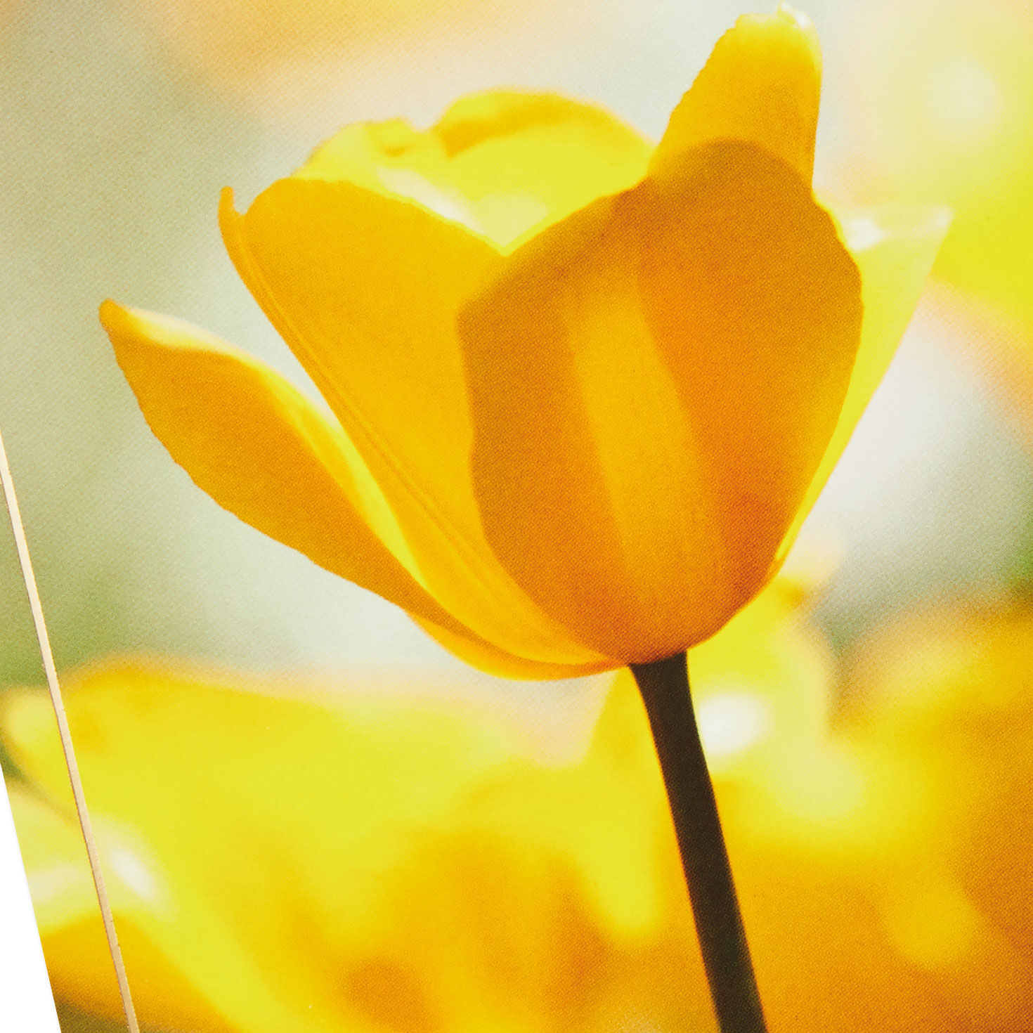 11040-nature-scenes-assorted-support-and-sympathy-cards-pack-of-8-7.jpg Nature Scenes Assorted Support and Sympathy Cards, Pack of 8